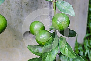 Close up lemon tree, green lime tree. Green lime tree hanging branches