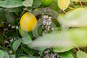 Close-up of a lemon tree. Ripe Lemons hanging on tree. Growing Lemon