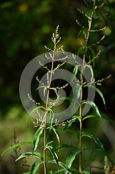 Close-up of Lemon Verbena Flowers, Lemon Beebrush, Aloysia Citrodora, Nature