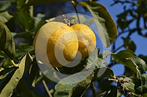 Close up of Lemons hanging from a tree