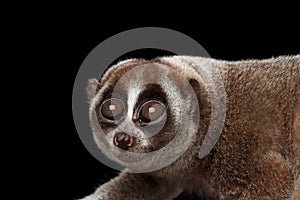 Close-up Lemur Slow Loris Black background