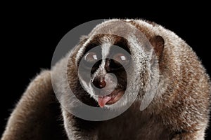 Close-up Lemur Slow Loris Isolated Black background