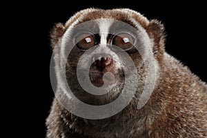 Close-up Lemur Slow Loris Isolated Black background