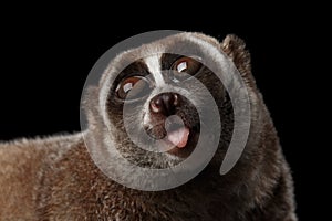 Close-up Lemur Slow Loris Isolated Black background