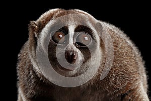 Close-up Lemur Slow Loris Isolated Black background