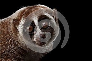 Close-up Lemur Slow Loris Isolated Black background