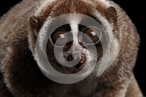 Close-up Lemur Slow Loris Isolated Black background