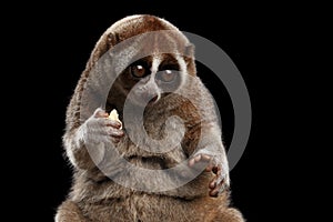 Close-up Lemur Slow Loris Isolated Black background