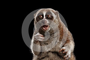 Close-up Lemur Slow Loris Isolated Black background