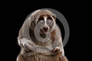 Close-up Lemur Slow Loris Isolated Black background