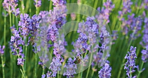Close up, lens flare, DOF Summer sunshine illuminating bees flying around lavender shrub.