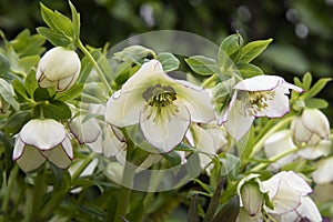 Close up Lenten Rose, Hellebore, flowers