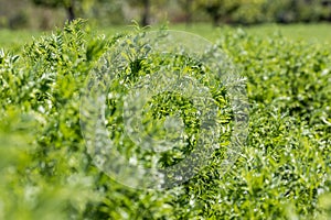 Close-up of lentil plants in a field photo