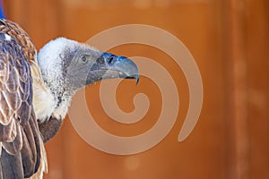 Close-up of Leonado Vulture Gyps fulvus adult. photo