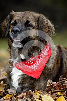 Close-up of a Leonberger dog