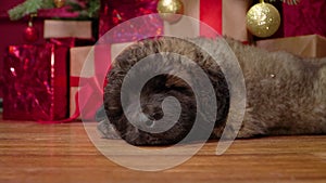 Close-up of a Leonberger puppy lying on the floor and sleeping against the backdrop of Christmas decorations