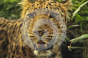 Close up of a Leopard