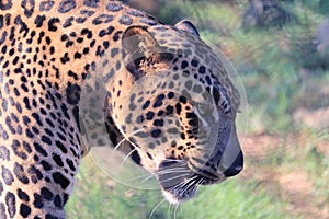 Close up of leopard 2020 year jangle safari