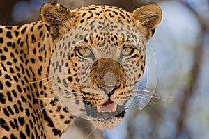 Close-up of leopard