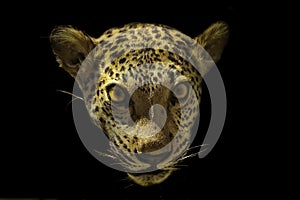 Close-up of leopard face on black background