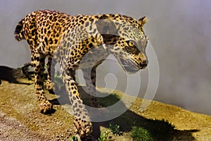 Close-up of leopard face on black background