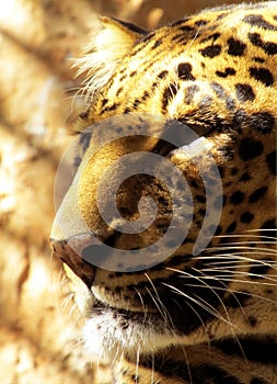 Close-up Leopard Face Side View