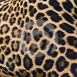 Leopard fur background.