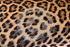Leopard fur background.