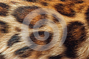 Close up leopard fur texture. Spoted fur