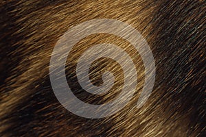 Close up leopard fur texture. Spoted fur