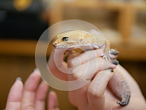 Close up of a leopard gecko