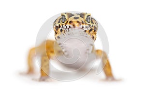 Close-up of a leopard gecko,