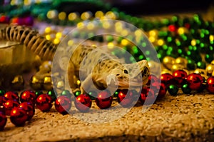 Close-up of a leopard gecko shedding on New Year`s Eve. We start the New Year in a new skin