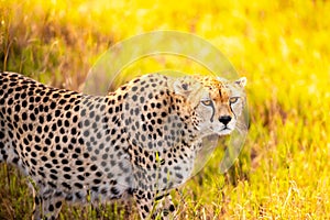 Close up of a leopard in Kenya Africa. Safari through Tsavo National Park
