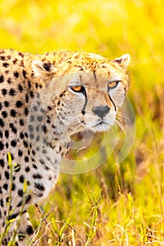 Close up of a leopard in Kenya Africa. Safari through Tsavo National Park