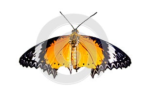 Close up of Leopard Lacewing butterfly with open wings in a top view.