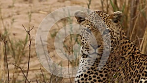 Close up Leopard looking around
