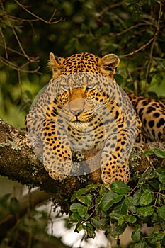 Close-up of leopard looking down from branches