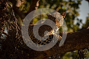 Close-up of leopard lying on branch watchfully
