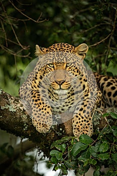 Close-up of leopard lying hunched on branch