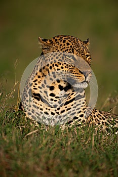Close-up of leopard lying in long grass