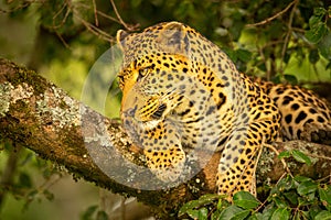 Close-up of leopard lying on mossy branch