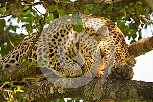 Close-up of leopard lying sleepily on branch photo