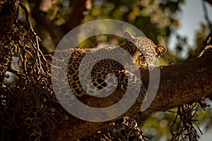 Close-up of leopard lying sleepily in tree photo