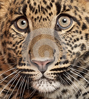 Close-up of Leopard, Panthera pardus