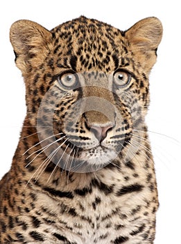 Close-up of Leopard, Panthera pardus, 6 months