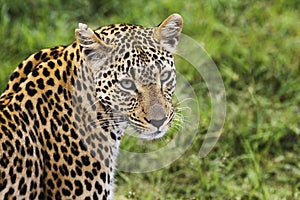 Close-up of leopard (Panthera pardus) looking at camera