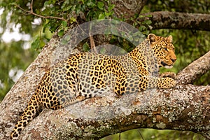 Close-up of leopard resting on lichen-covered tree