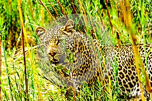 Close Up of a Leopard roaming along the Olifants River in Kruger National Park