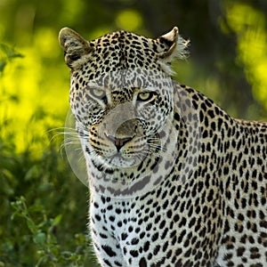 Close-up of a Leopard, Serengeti